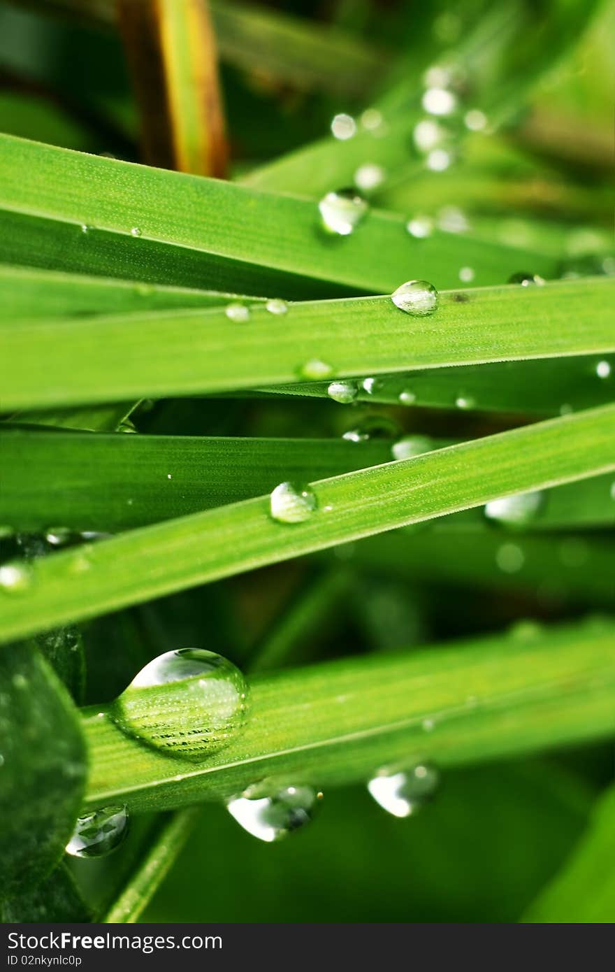 Water droplets on a green grass