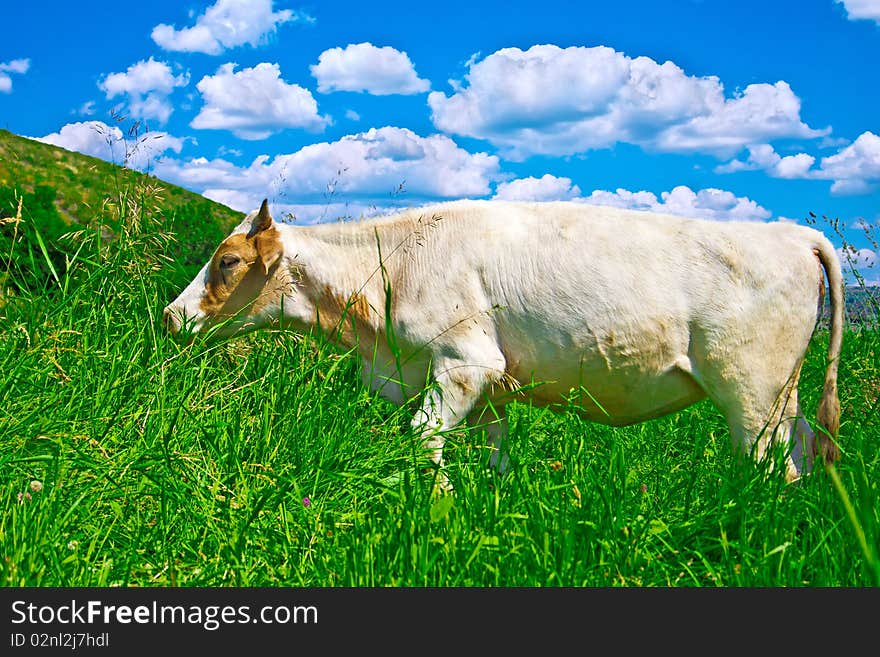 Heifer grazed on green meadow against clouds. Heifer grazed on green meadow against clouds