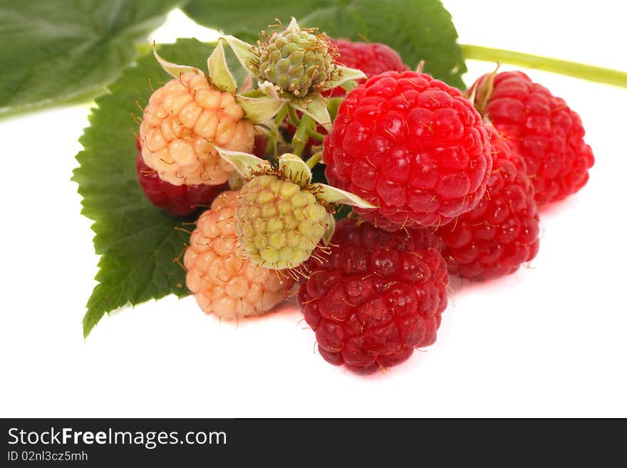 Branch raspberry