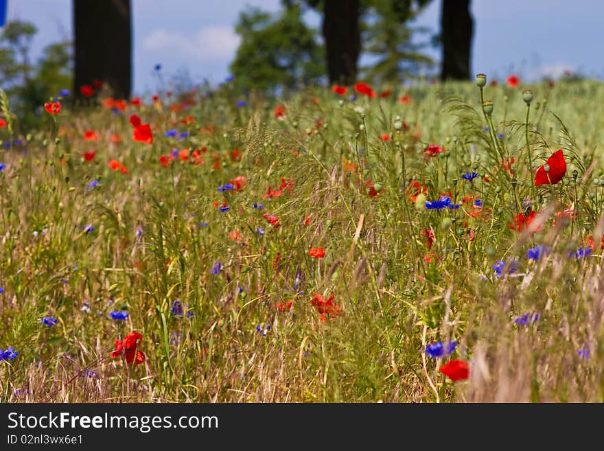 Poppies on a royal meadow. Poppies on a royal meadow