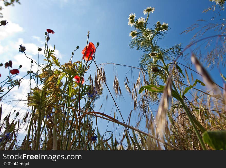 Flower field