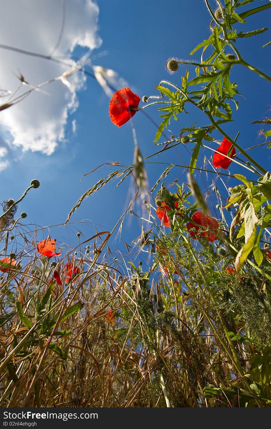 Field flowers