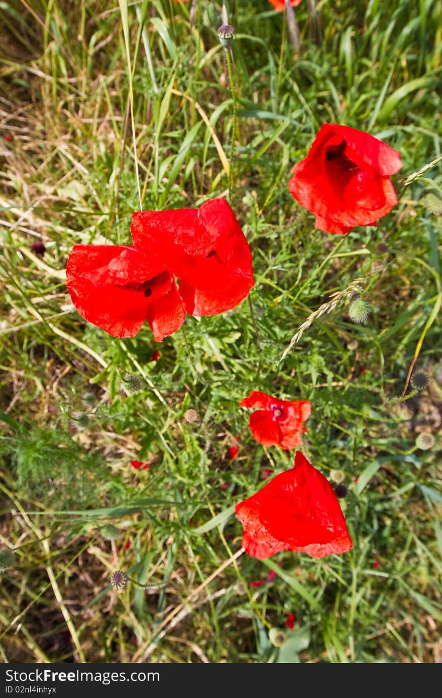 Poppy Flower