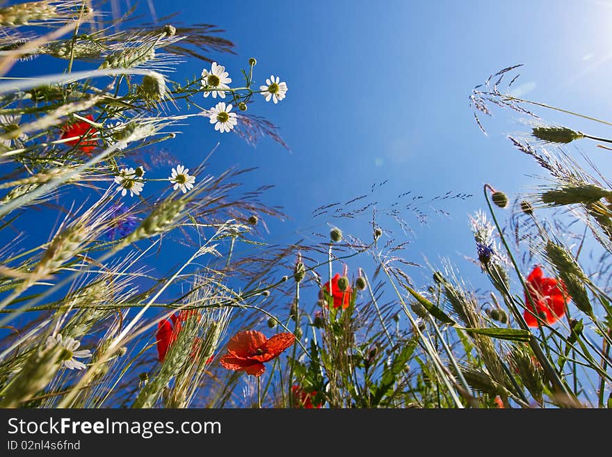 Field flowers