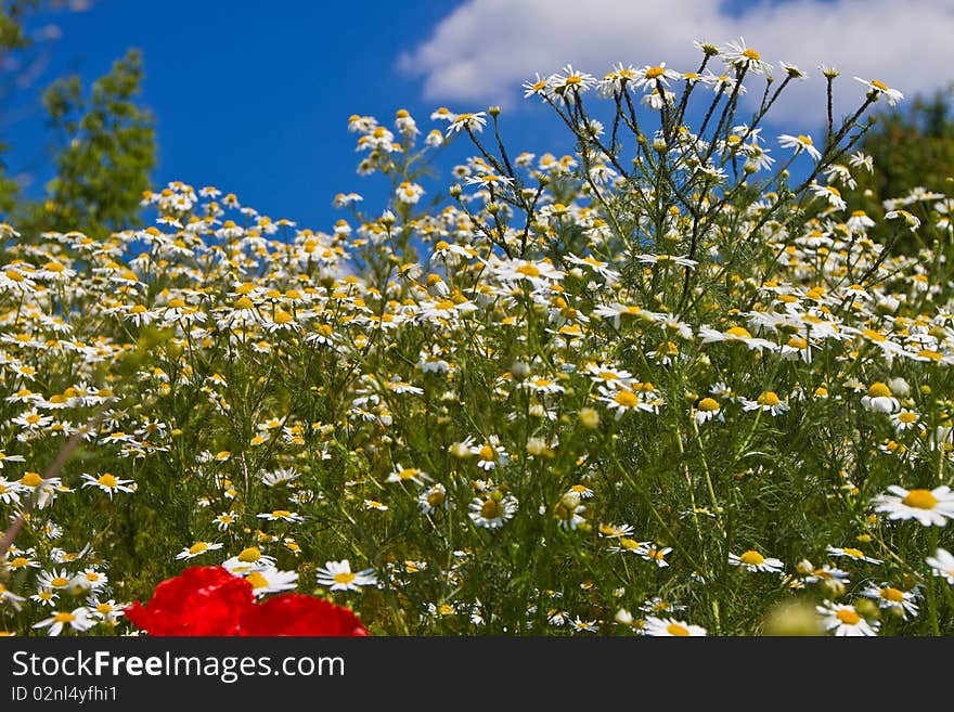 Field flowers