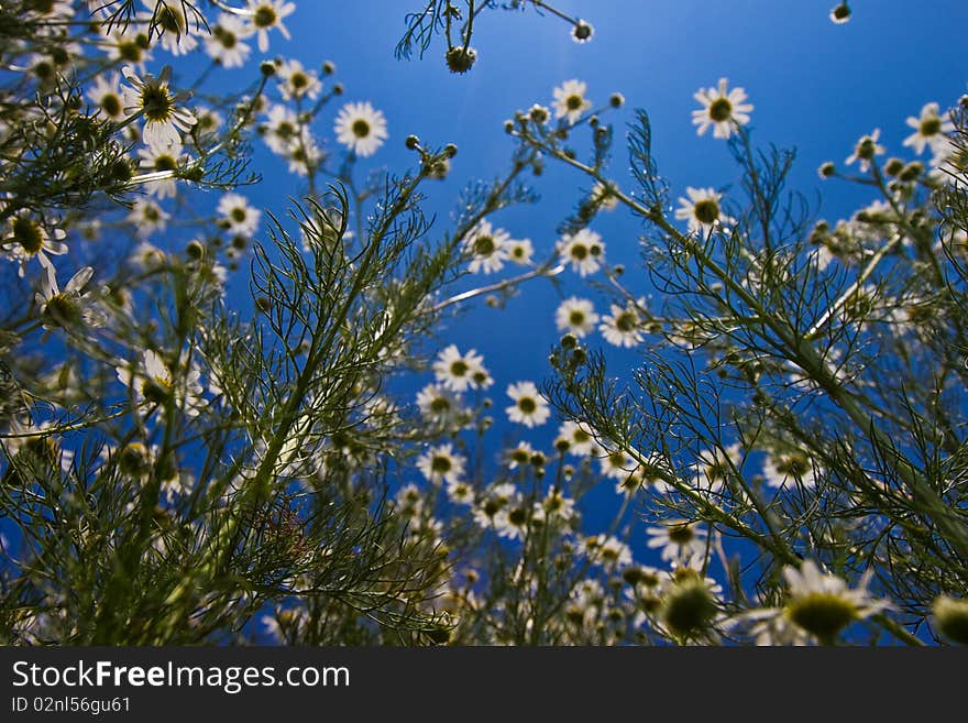 White daisy flowers on the meadow