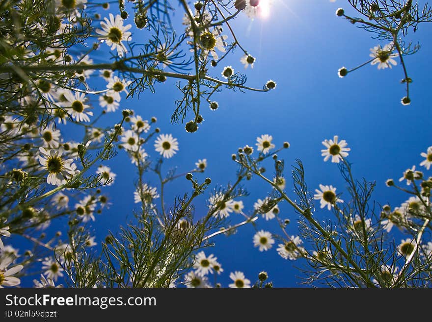 White daisy flowers on the meadow