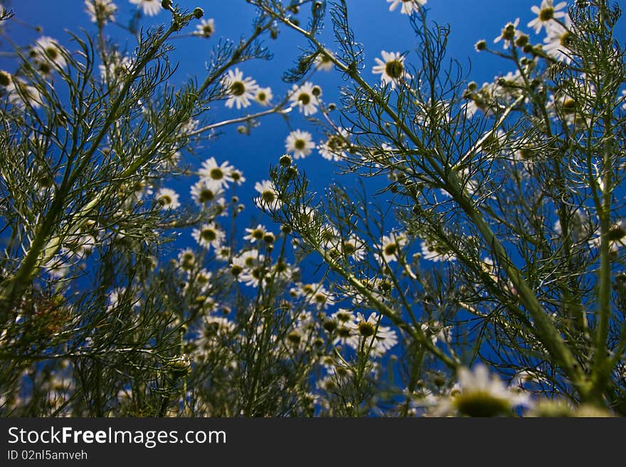 White daisy flowers on the meadow