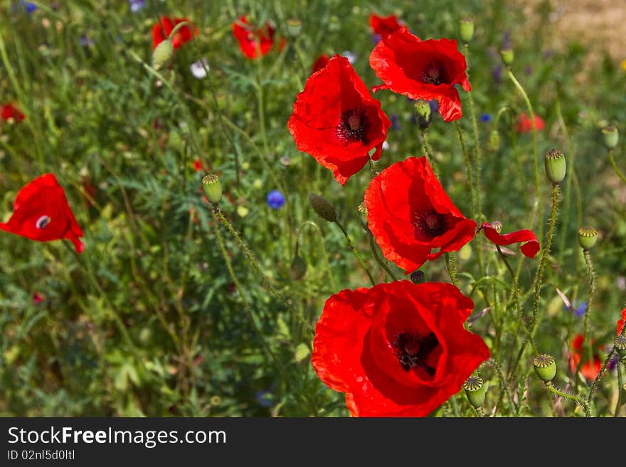 Poppy Flower