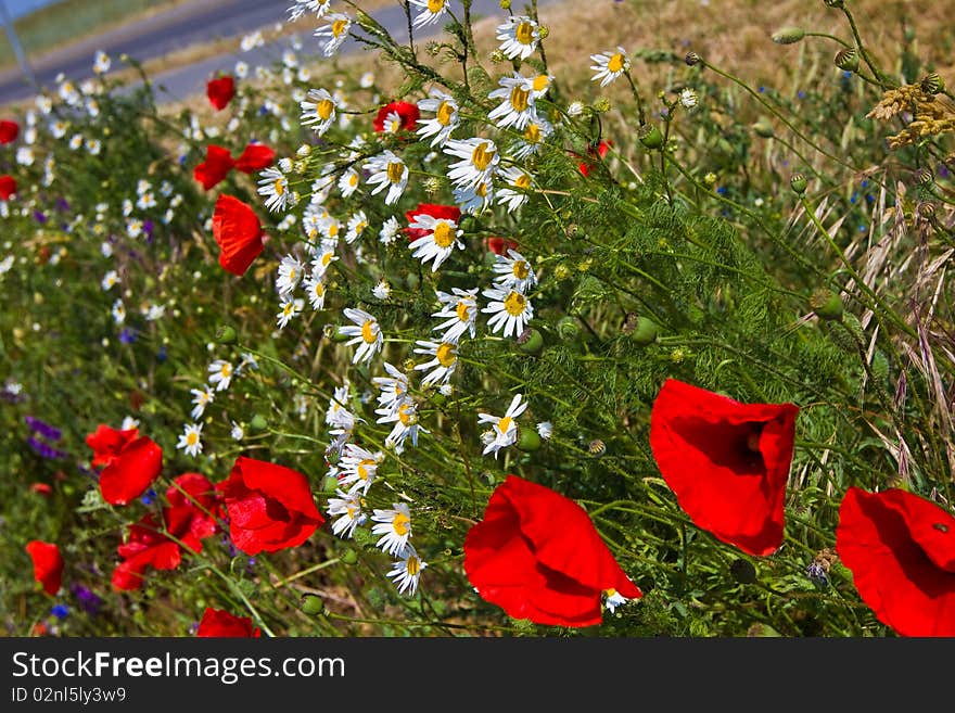 Poppy Flower