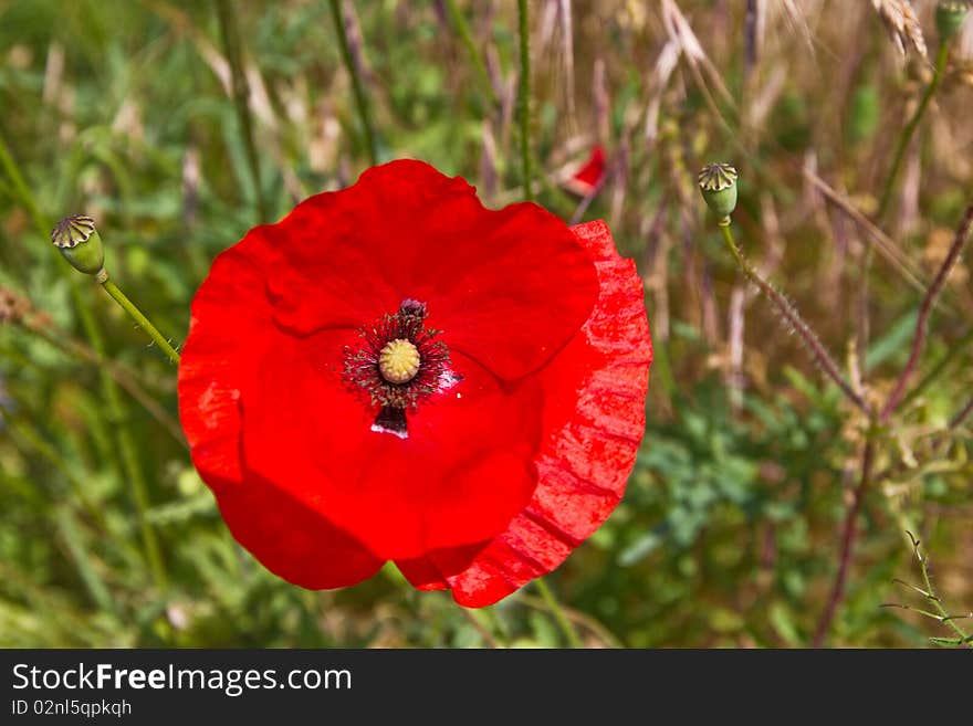 Poppies on a royal meadow. Poppies on a royal meadow