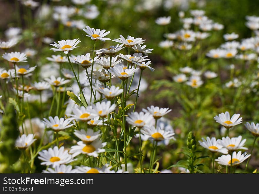 Daisy flowers on a meadow