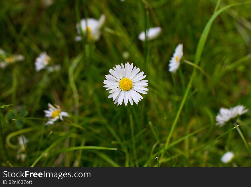 White daisy flowers on the meadow