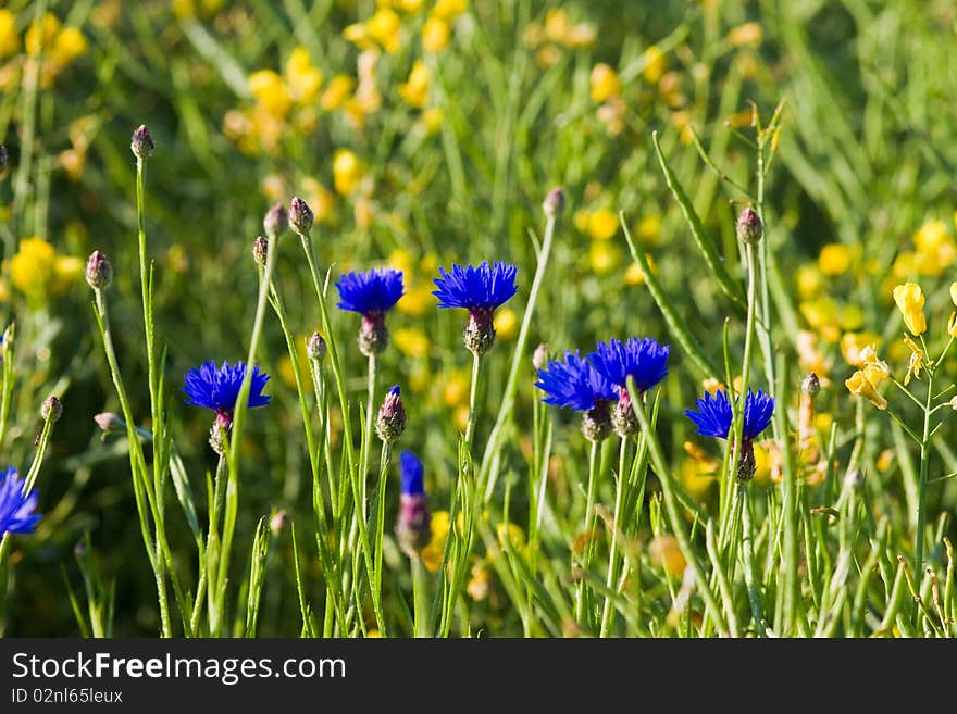 Field flowers