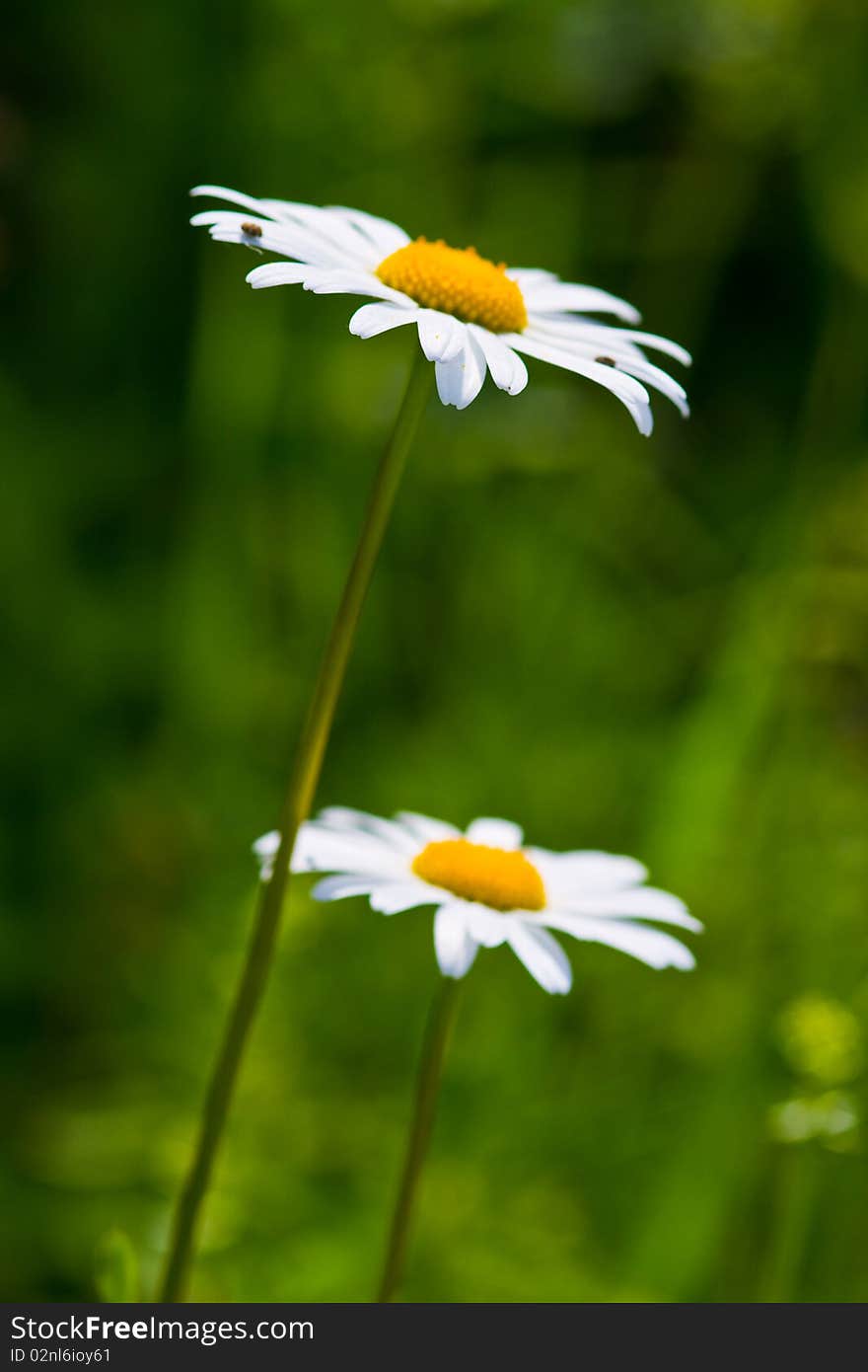 Daisy Flowers On A Meadow