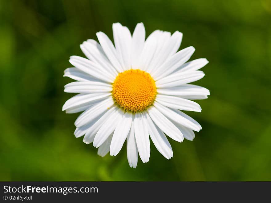 Daisy flowers on a meadow