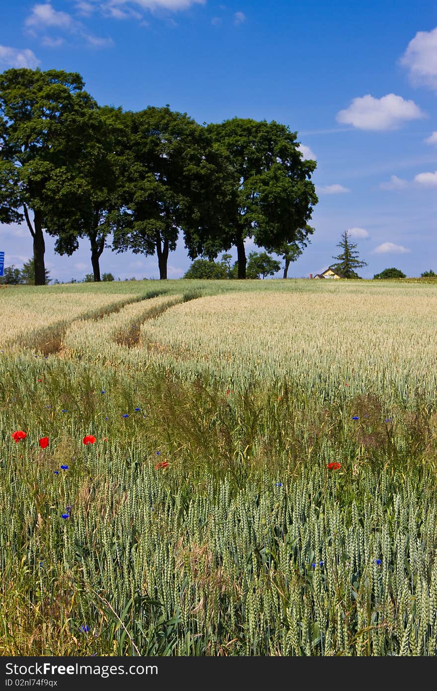 Flower Field