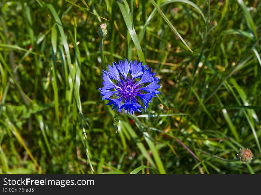 A steel-blue cornflower on the meadow. A steel-blue cornflower on the meadow