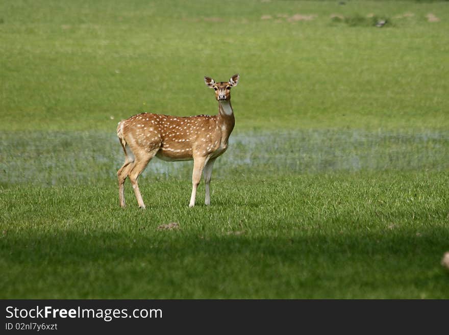 Deer Looking up