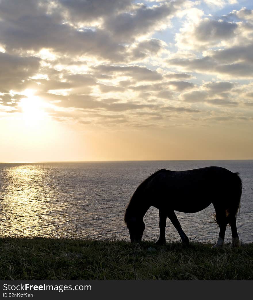 Two horses in front of the sea at sunset