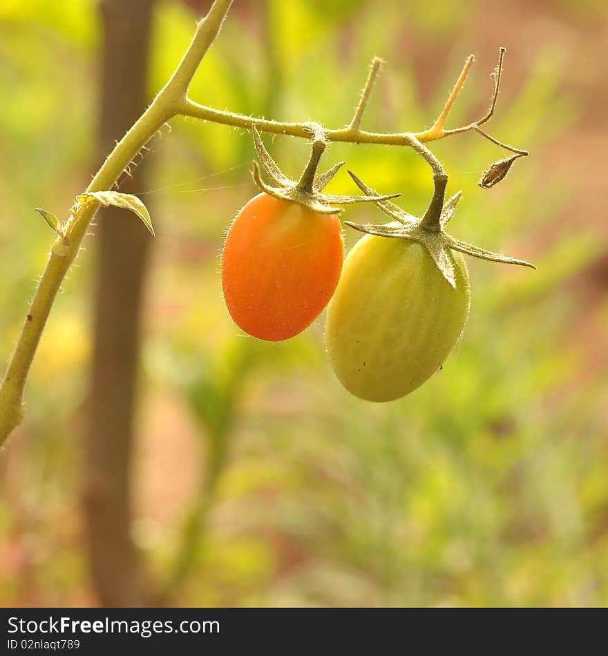 Organic back lit long shaped tomatoes. Organic back lit long shaped tomatoes