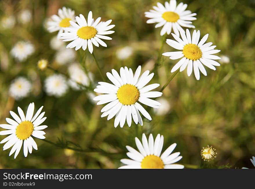 Daisy flowers bloom in summer meadow