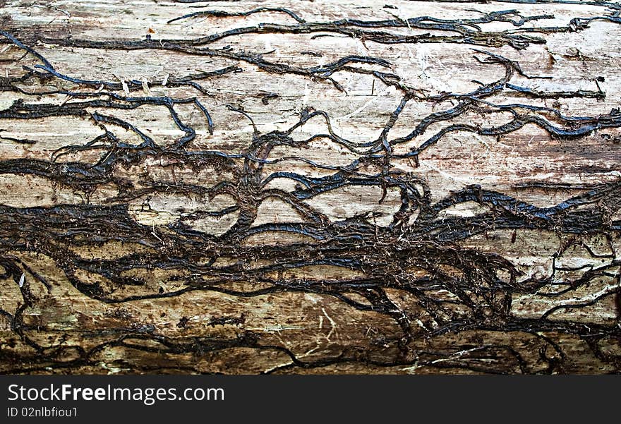 Texture of a wood tree close up.