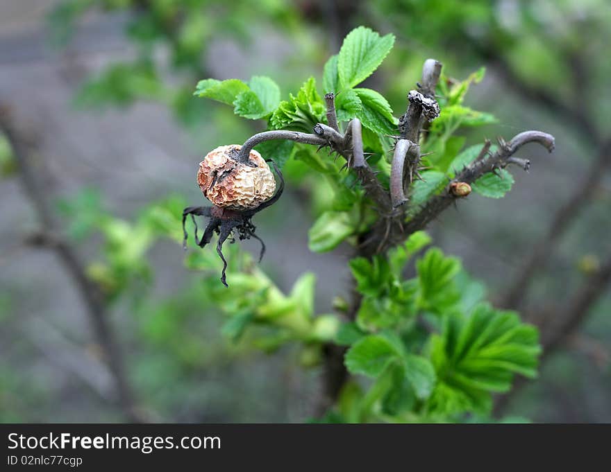 Old  bud and young leaves