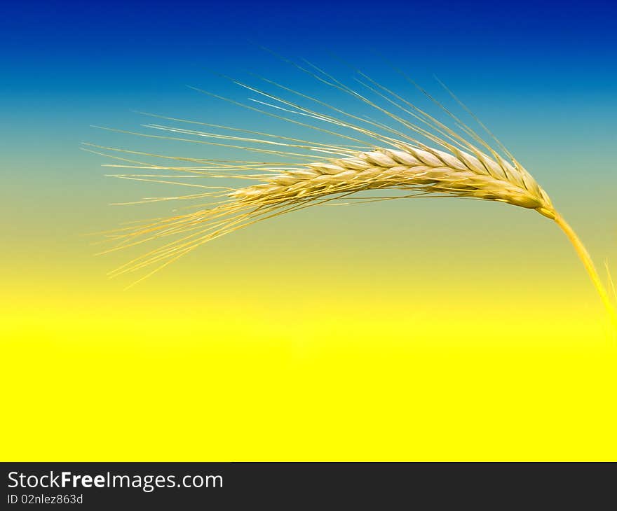 Wheat field and blue sky. Wheat field and blue sky