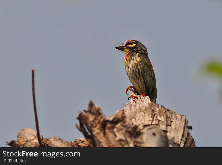 Copper smithbarbet bird with blue sky