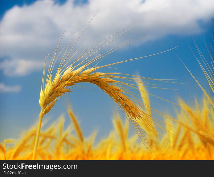 Wheat field