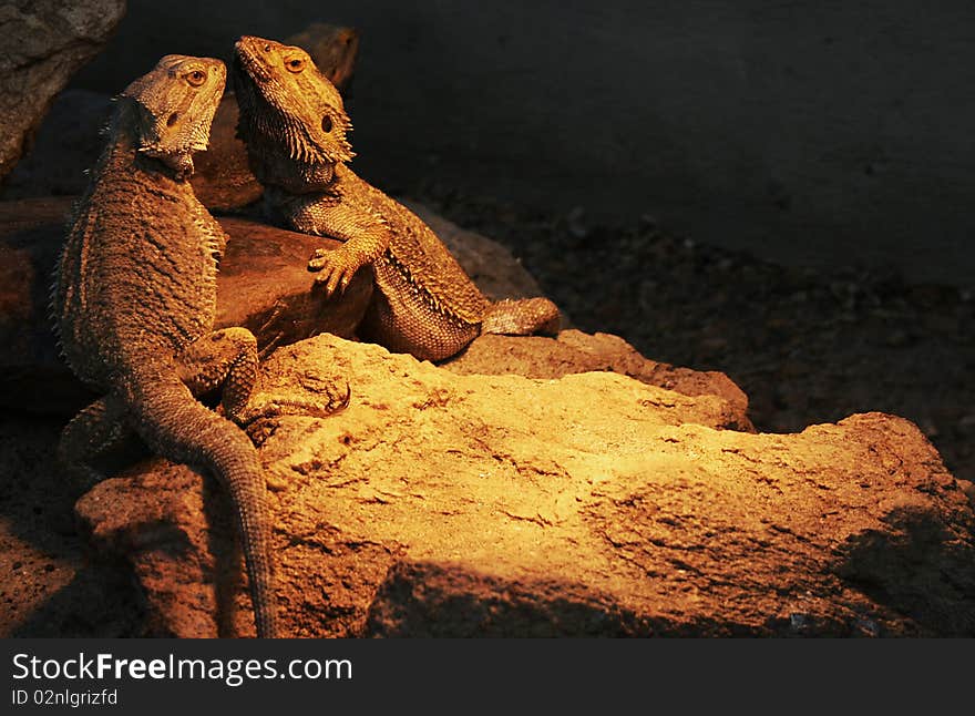 A pair of bearded dragons (Australian) bathing under a warm lamp