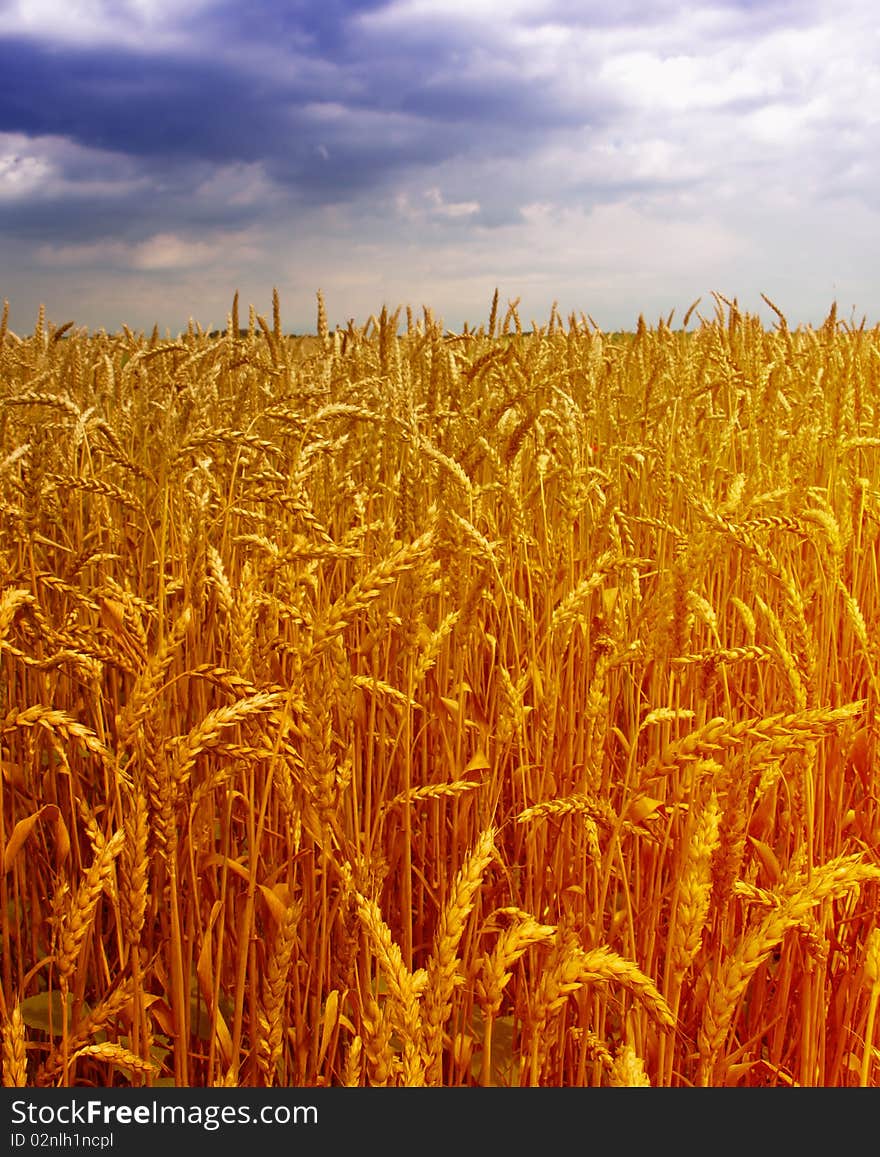 Wheat field and blue sky. Wheat field and blue sky