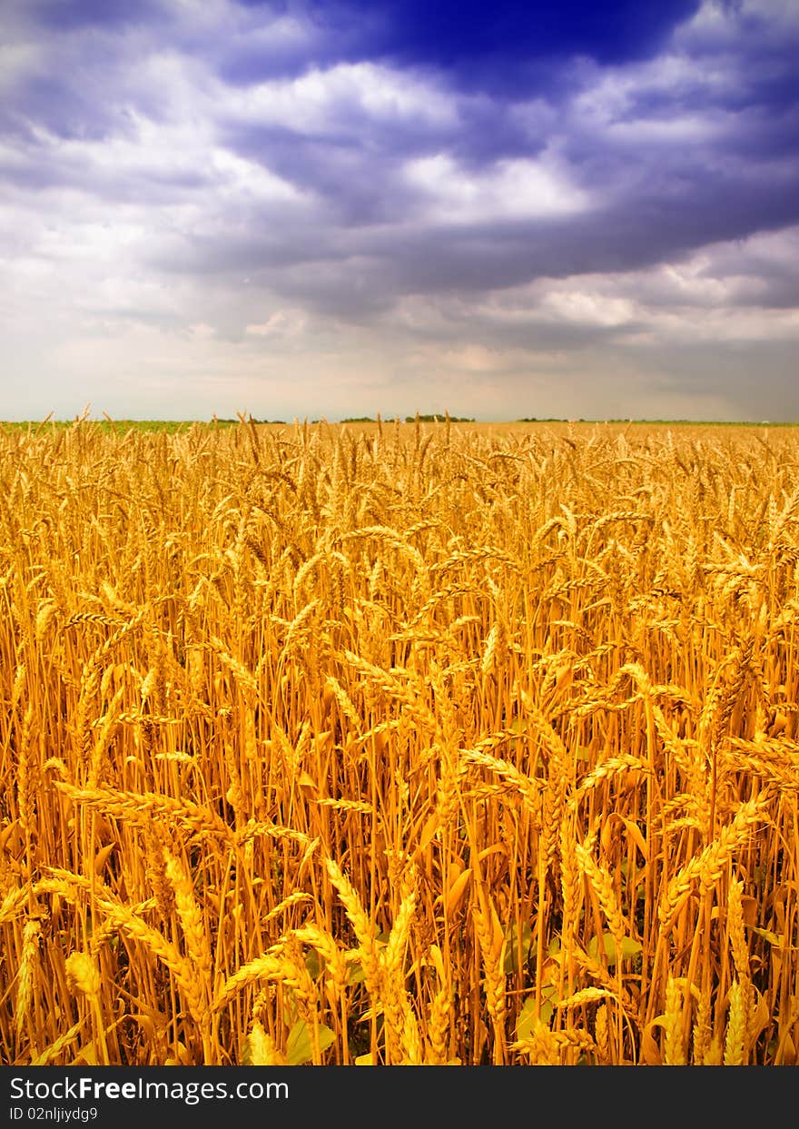 Wheat field and blue sky