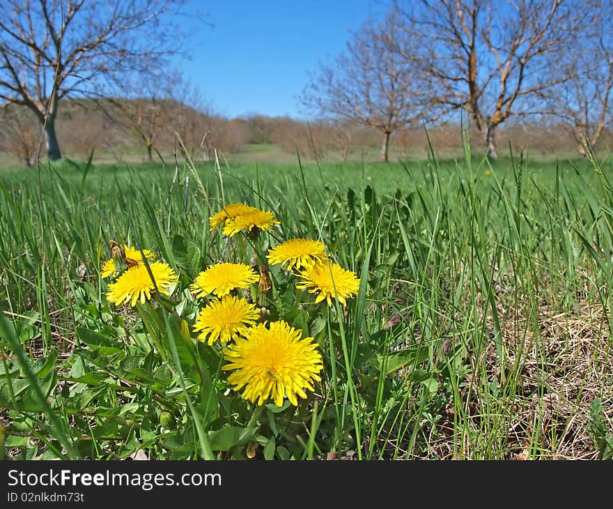 Dandelions of early spring