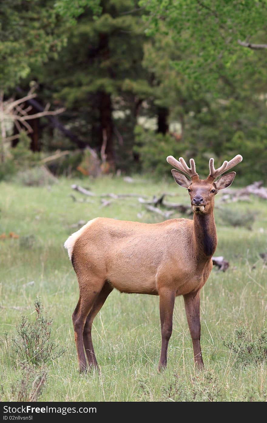 Young elk with horns looking towards camera. Young elk with horns looking towards camera