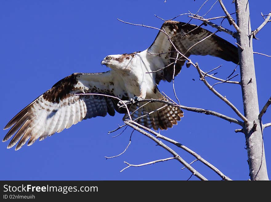 Osprey In Tree