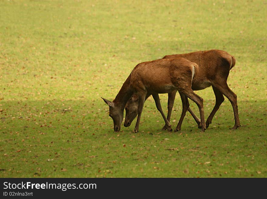 Fallow Deer