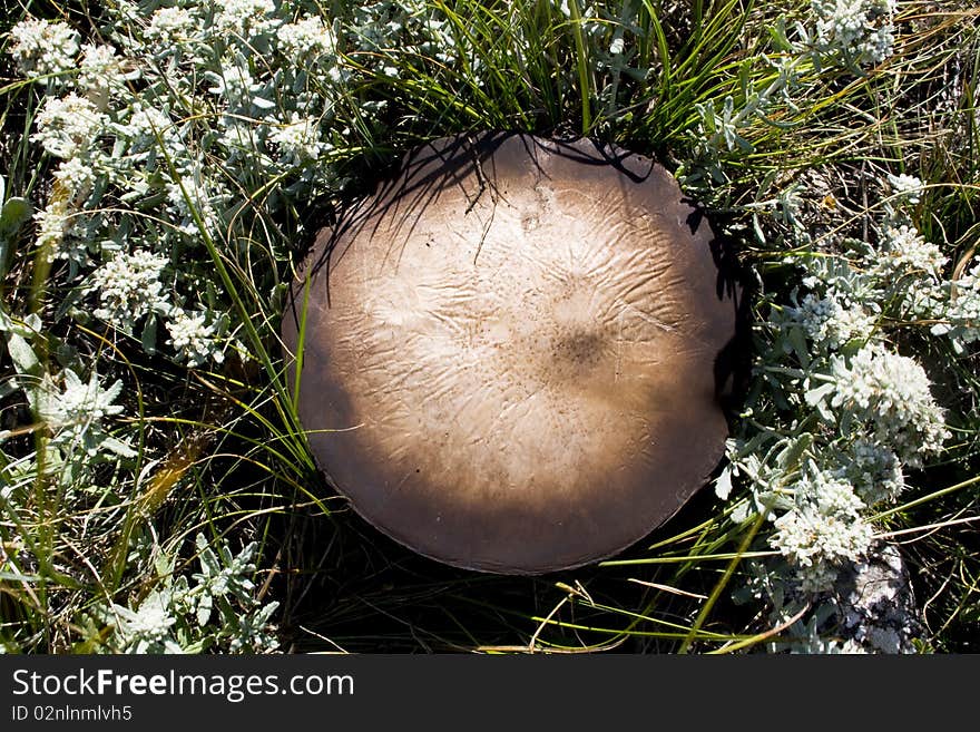 A photo of a champignon in nature. A photo of a champignon in nature