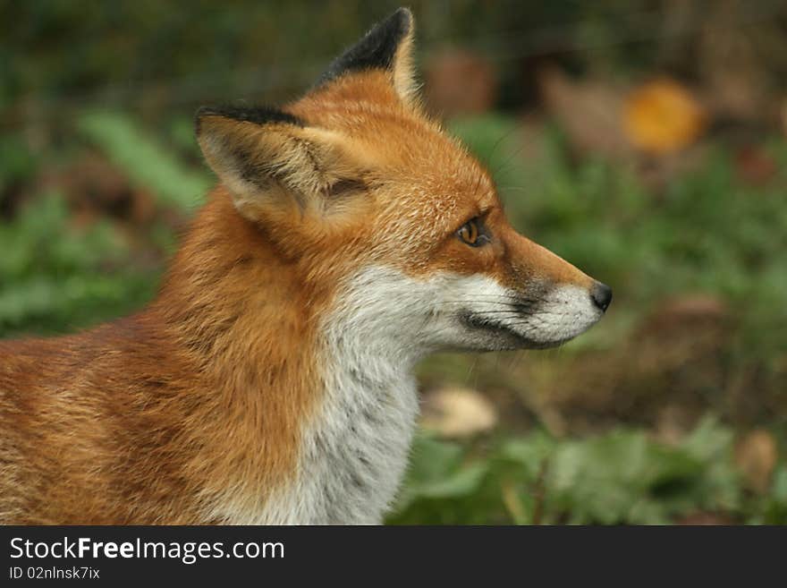 Red fox