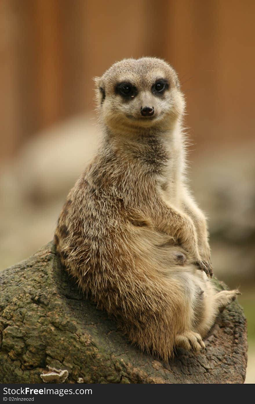 Portrait of a Suricata suricatta. Portrait of a Suricata suricatta