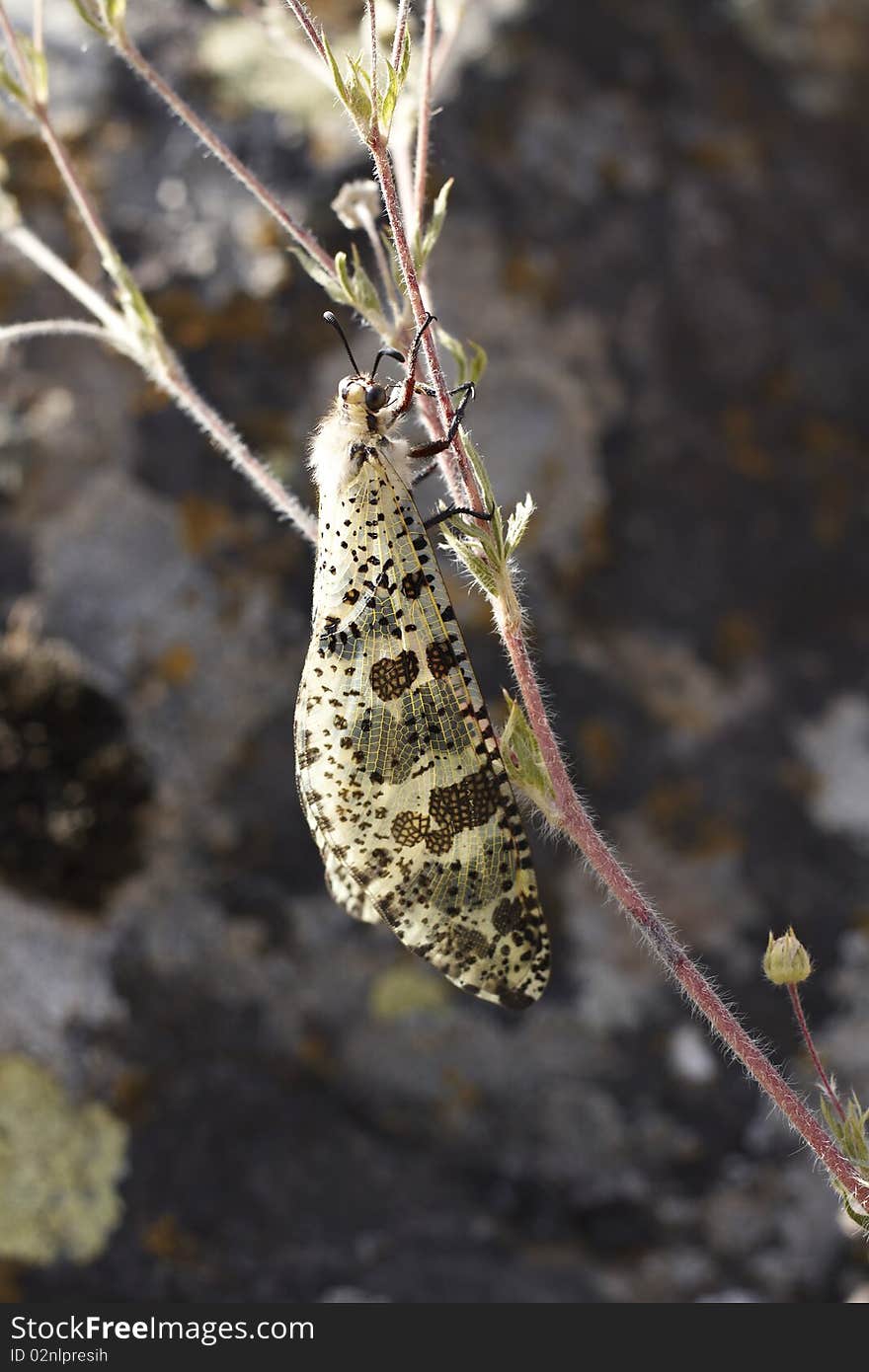 A batterfly is sitting on the plant. A batterfly is sitting on the plant