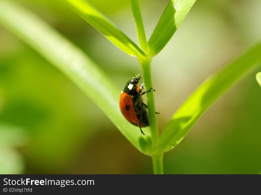 Red ladybug which sits on a green leaf