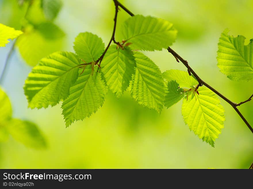 Spring leaves background in sunny day