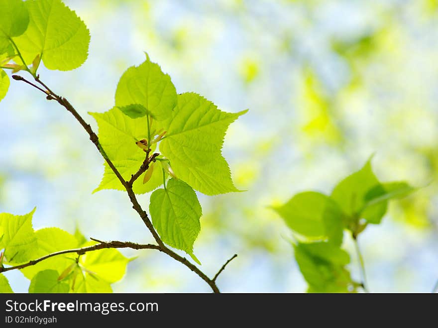 Green leaves over abstract background. Green leaves over abstract background