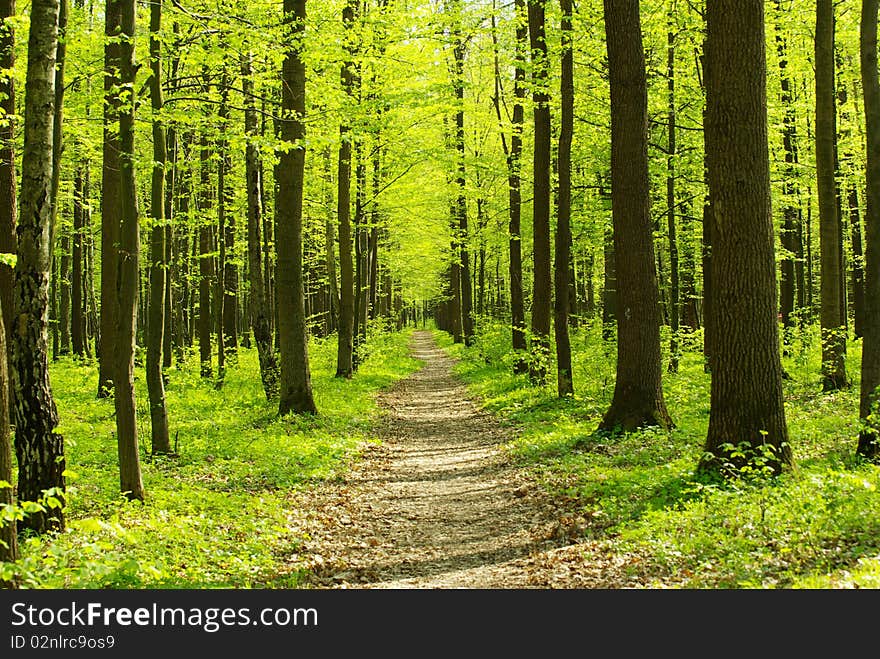 A sunny day in green forest