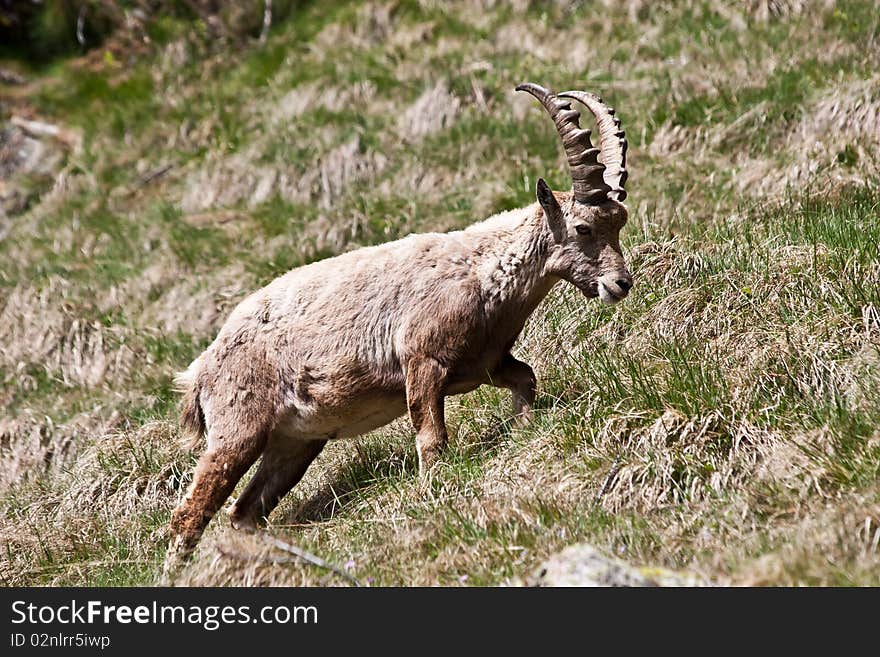 Capra Ibex - Italian Alps