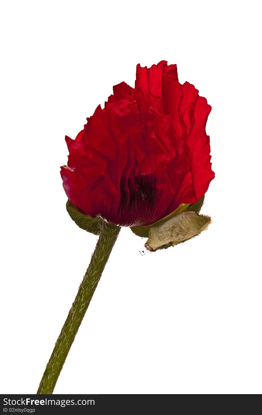 Giant backlit red poppy isolated