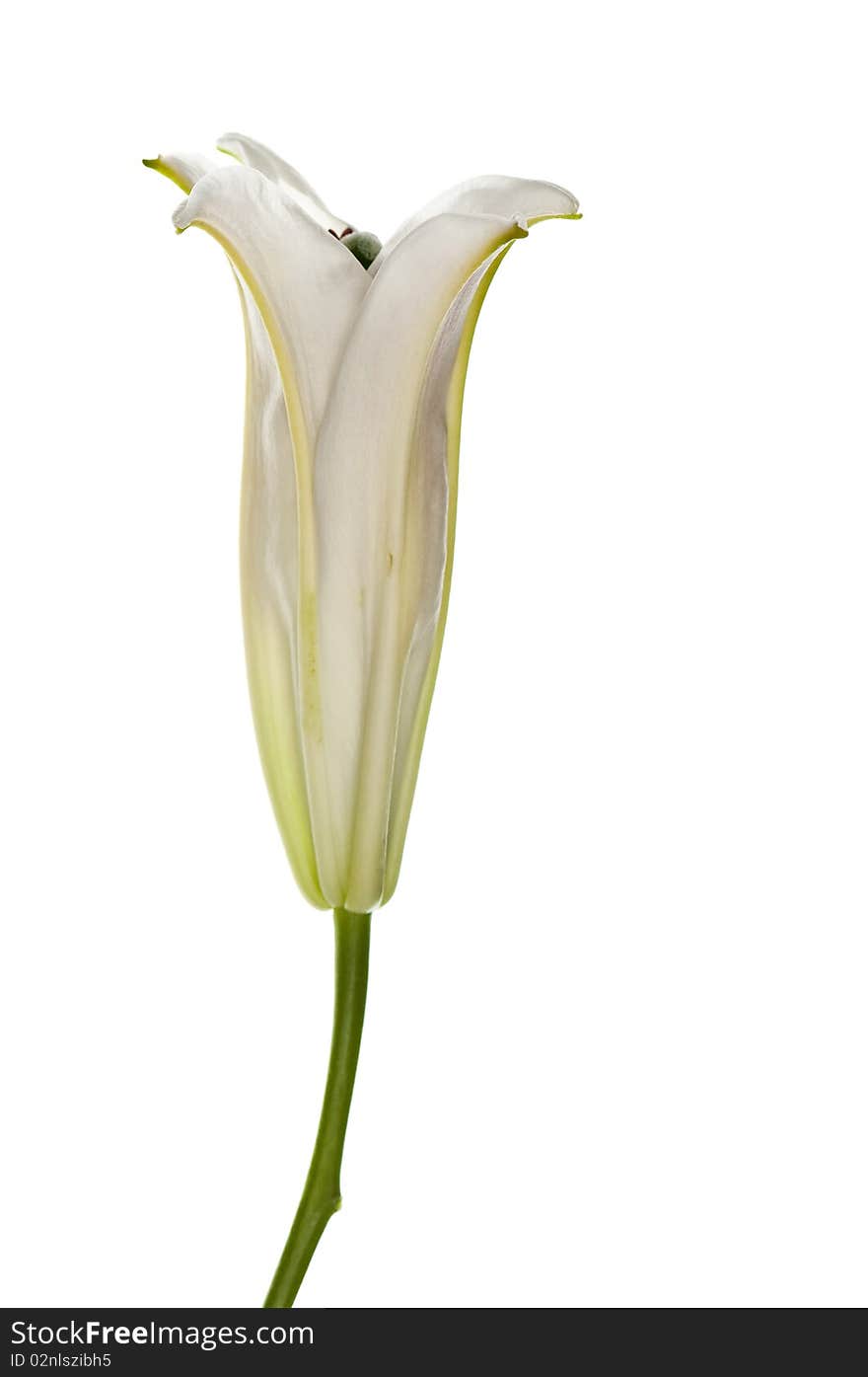 White lily lower head closed isolated