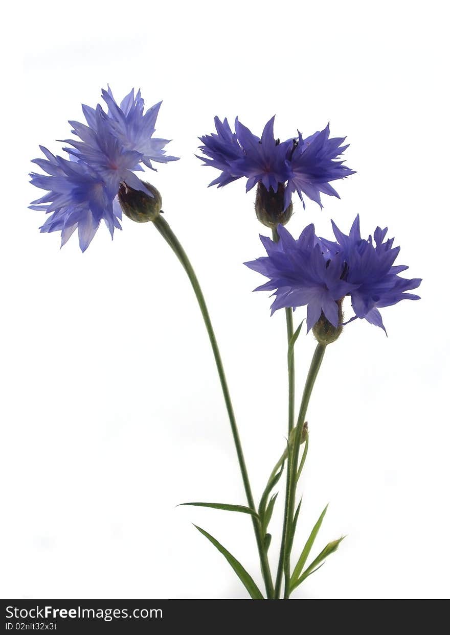 Blue flowers on the isolate white background